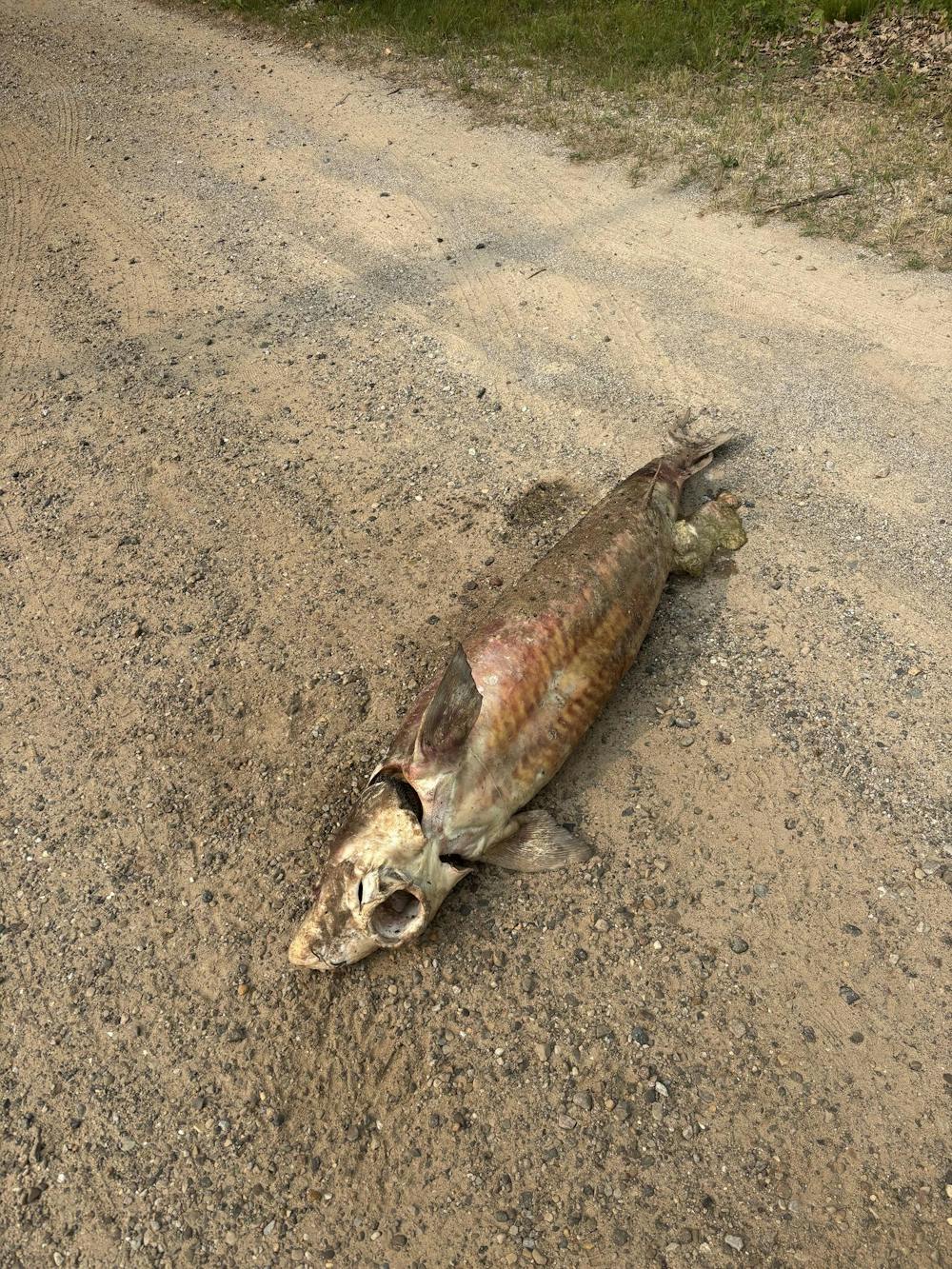 Sturgeon-1.jpeg