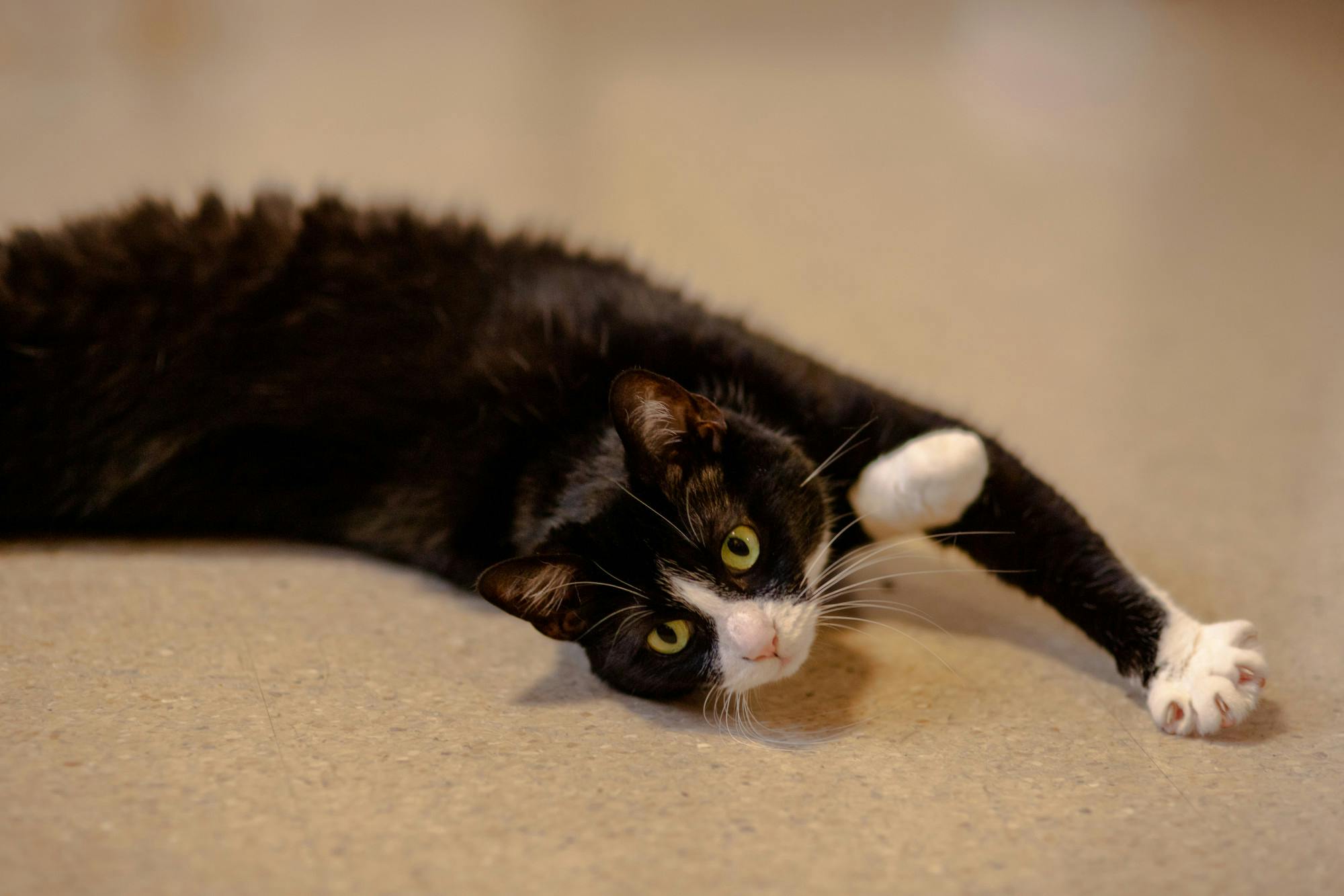 EmotionalSupportAnimals-14/16-18_9_29_24_Maltry_Elle_ (1).jpg