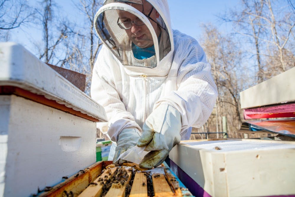 Michael McAvoy feeds a hive of honeybees.  