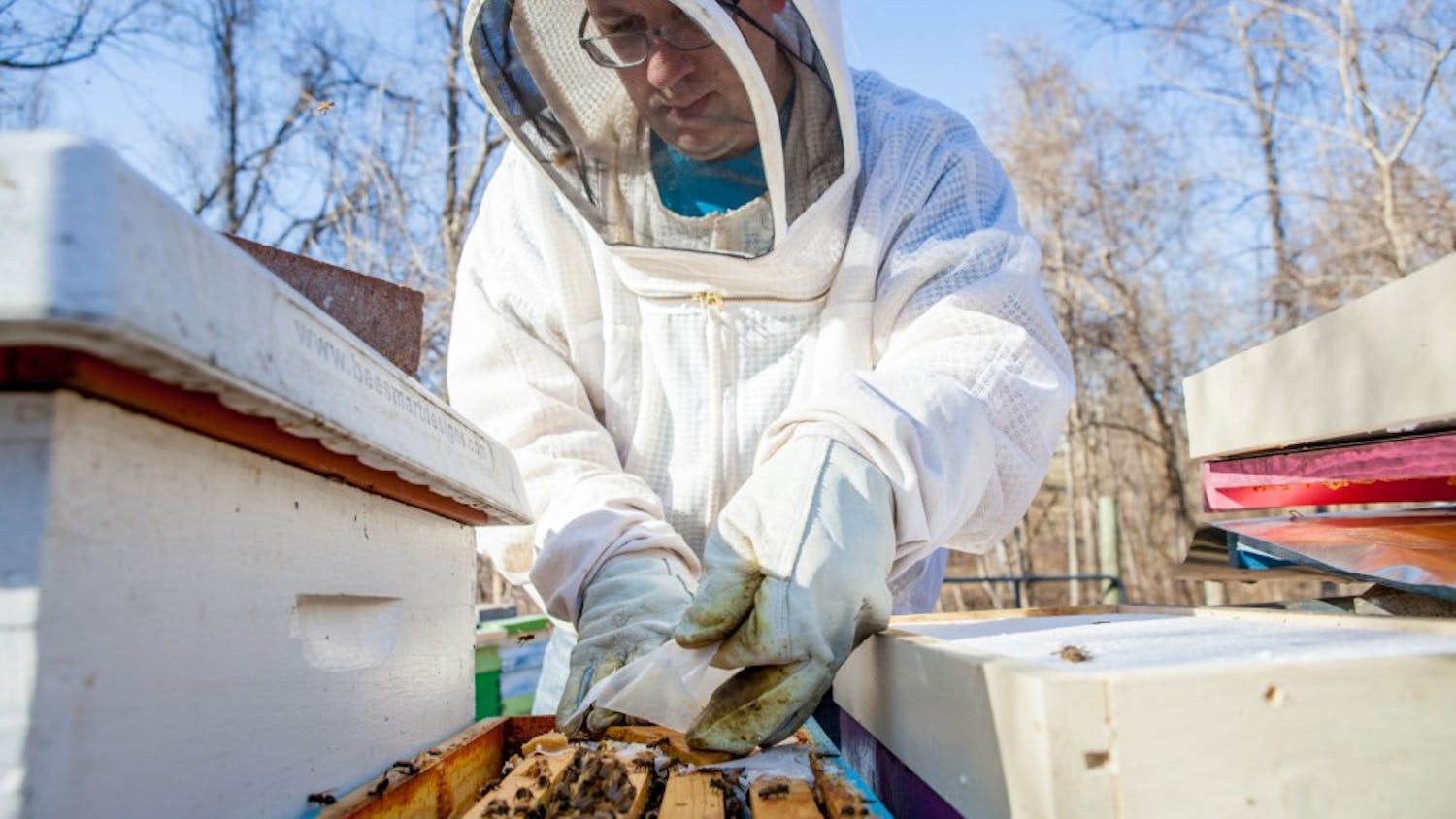 Michael McAvoy feeds a hive of honeybees.