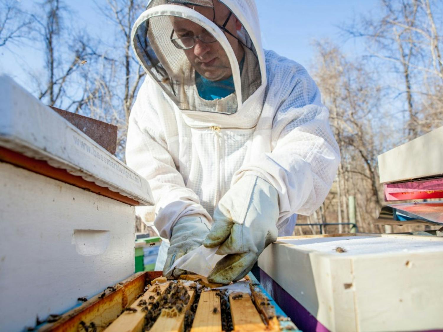 Michael McAvoy feeds a hive of honeybees.