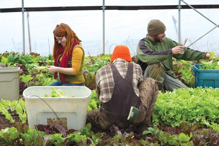 Local farms harvest during winter months, supply Appalachian region with fresh produce  