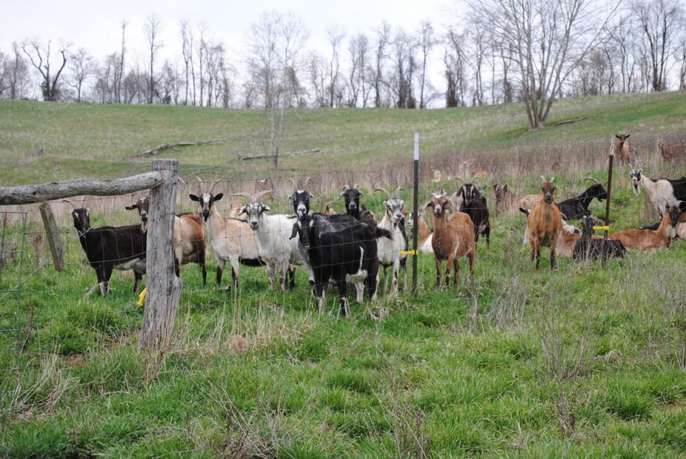 The goats of Integration Acres  
