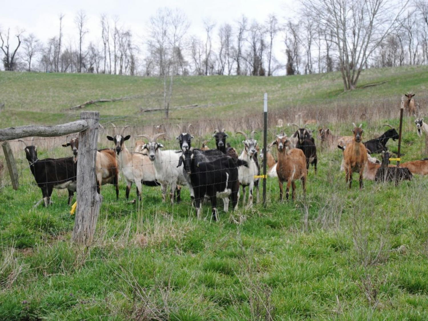 The goats of Integration Acres  