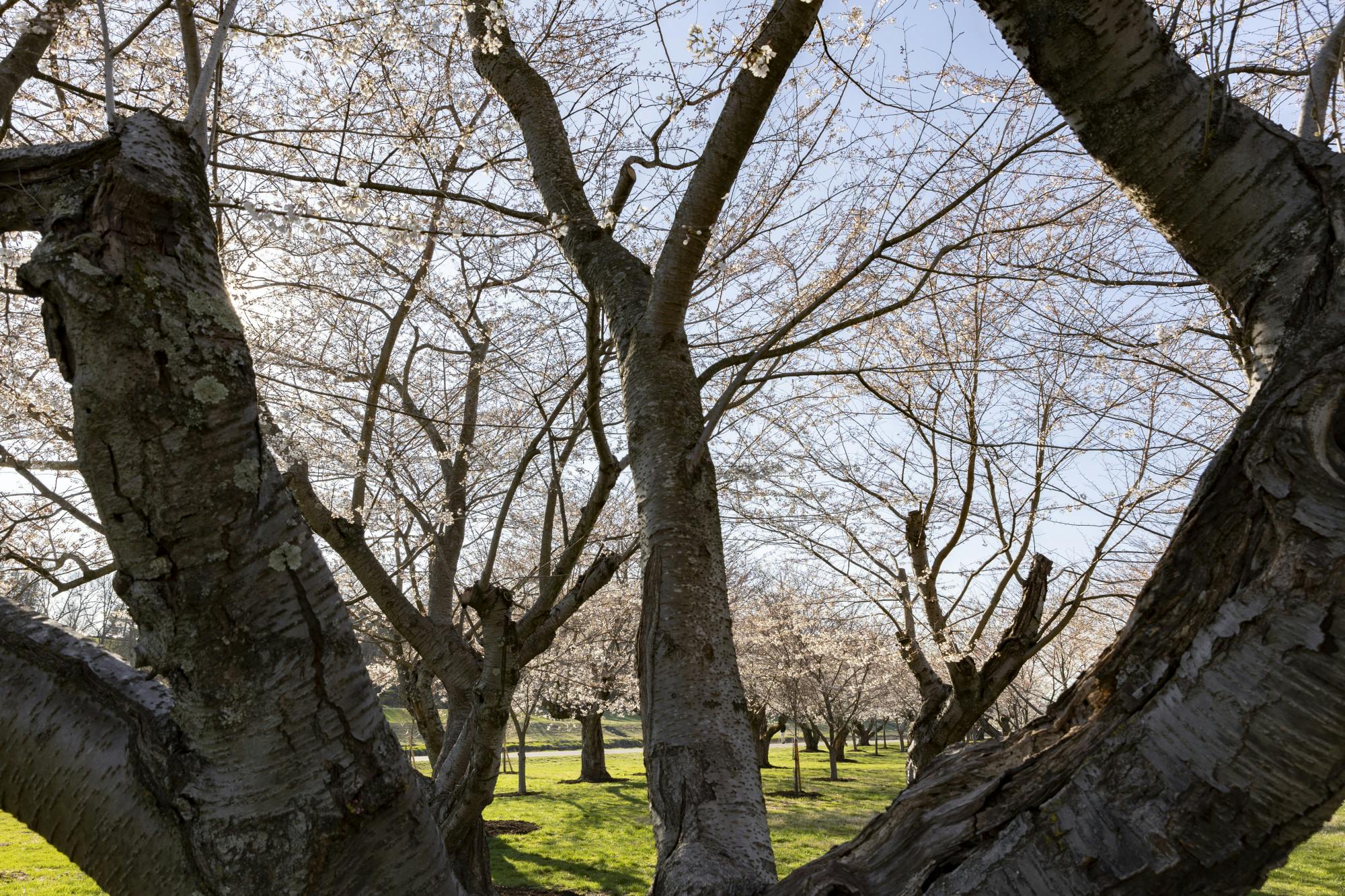 Cherry Blossom_3-23-2024_Maloy_Talitha-2.jpg
