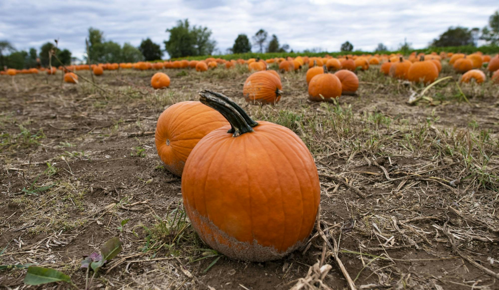 Athens Pumpkins 01.jpg