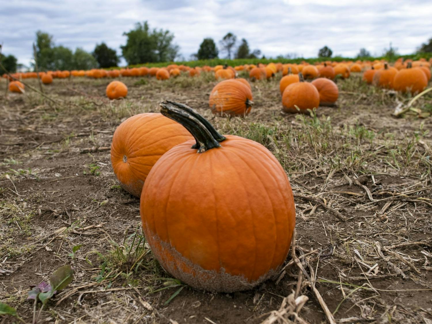 Athens Pumpkins 01.jpg