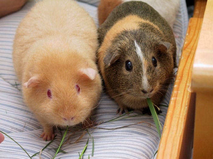It is illegal to own only one guinea pig in Switzerland. (Photo via Wikimedia Commons user&nbsp;Sandos)&nbsp;