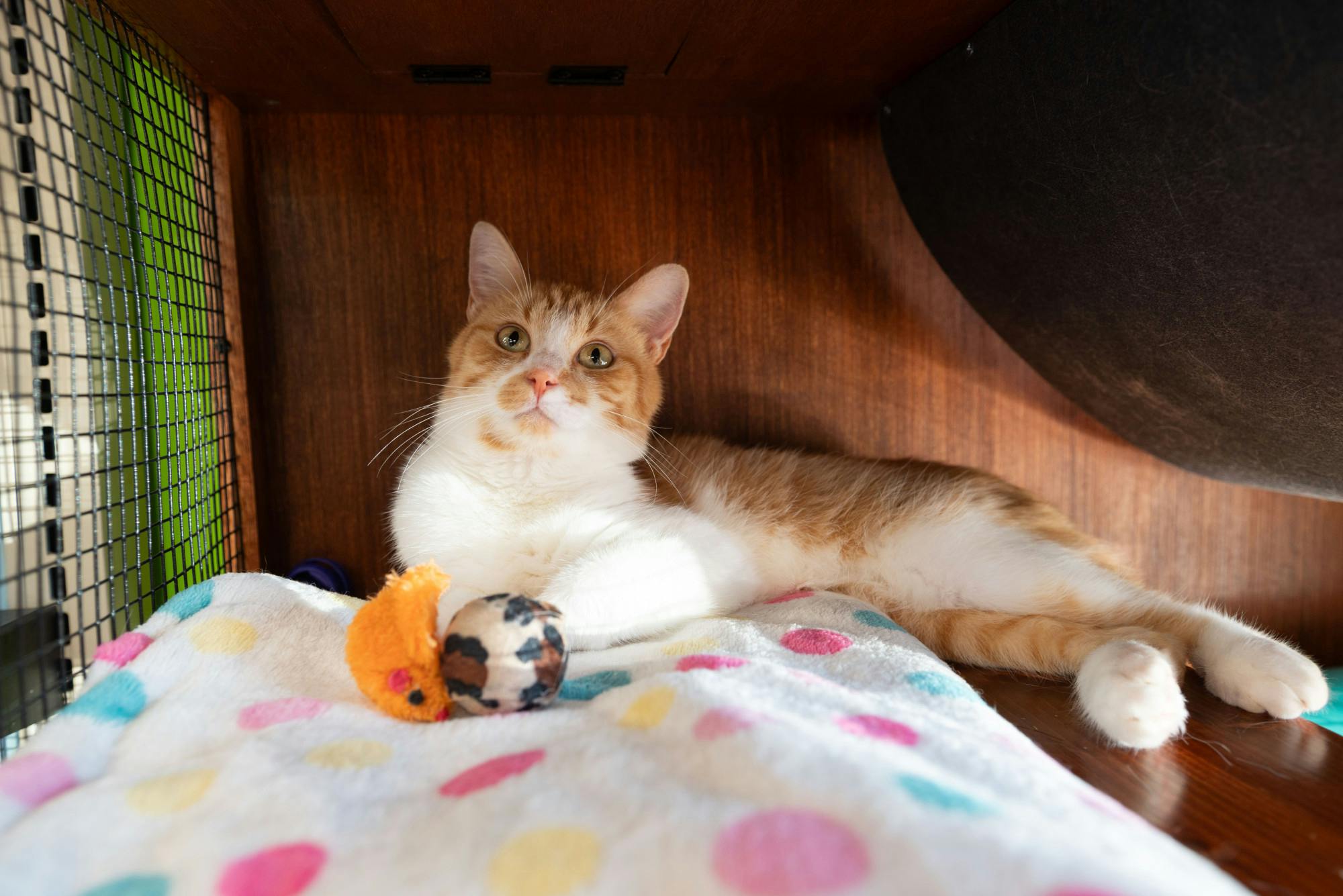 CatVideoFest_10-7-26_Deem_River_007.jpg