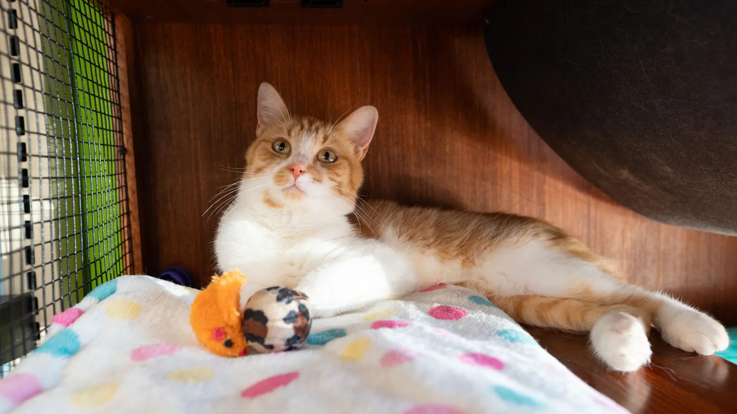 CatVideoFest_10-7-26_Deem_River_007.jpg