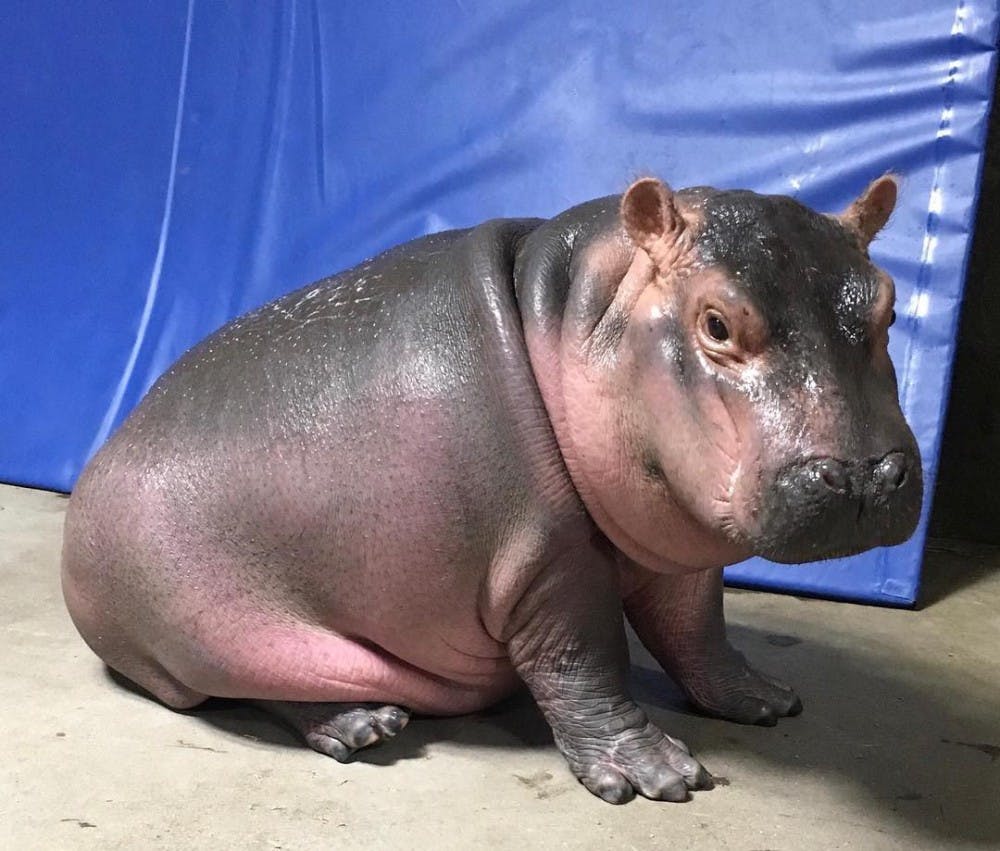 it's a hippo