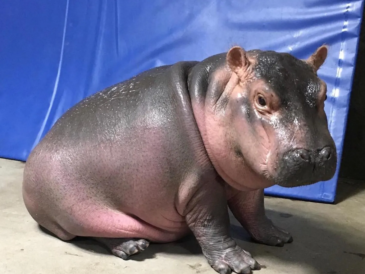 it's a hippo