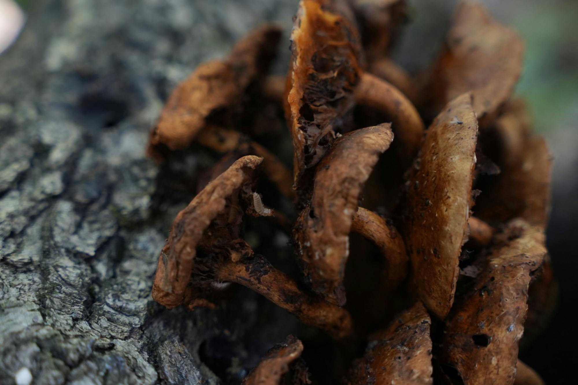 Fall Festival brings people together with programs, fungi 