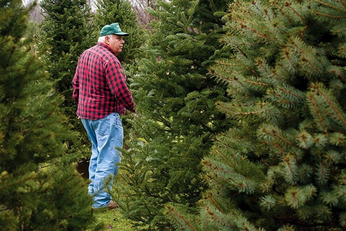 Pining for Christmas  