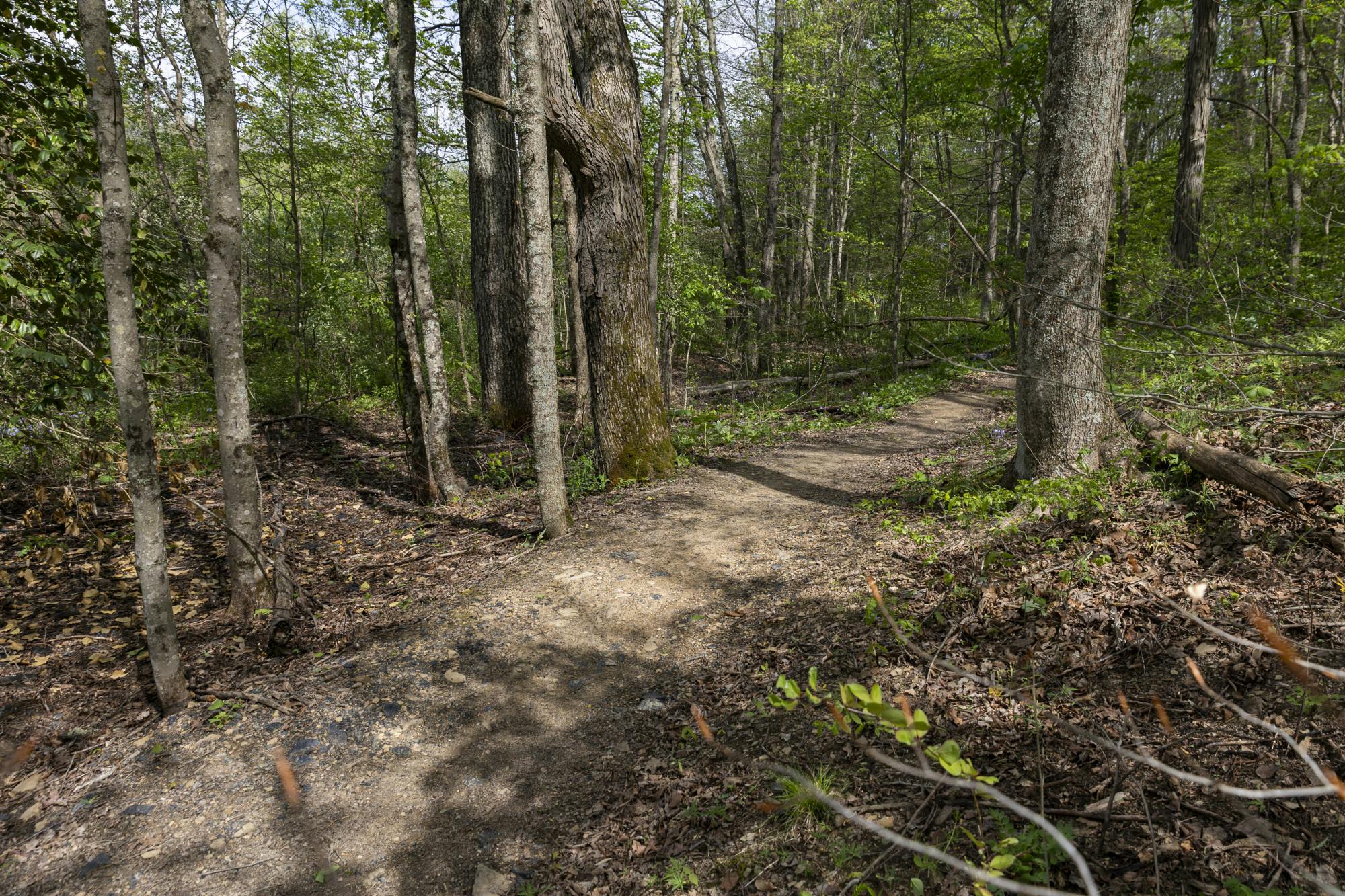 TrailsInAthens_5_23_26_Herx_6.jpg