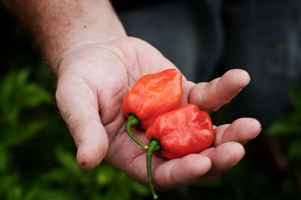 Steve Patterson - Peppers  