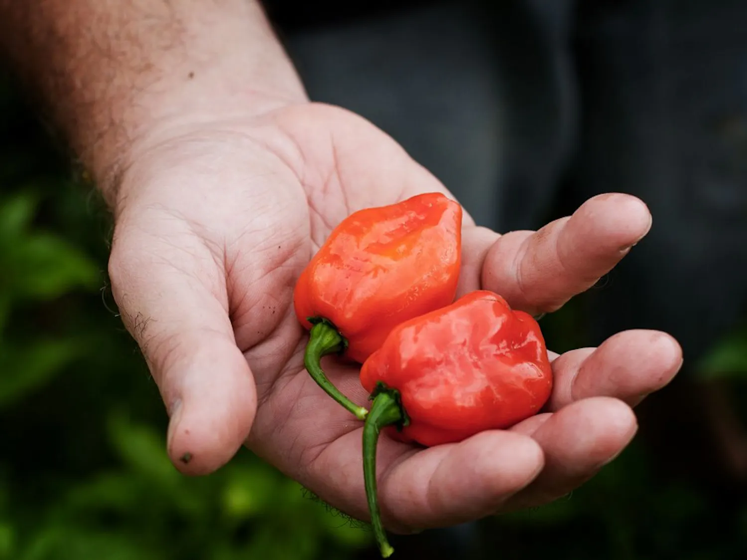 Steve Patterson - Peppers
