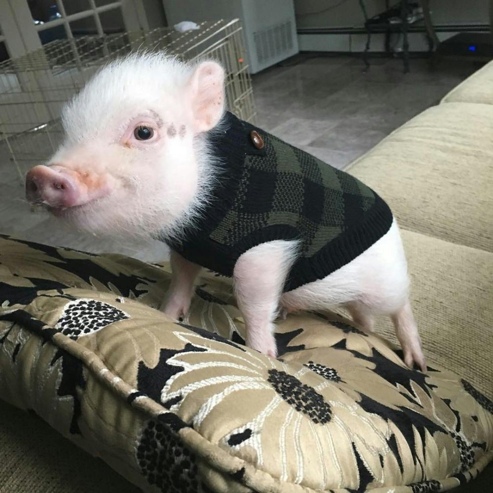 Pumpernickel the pig