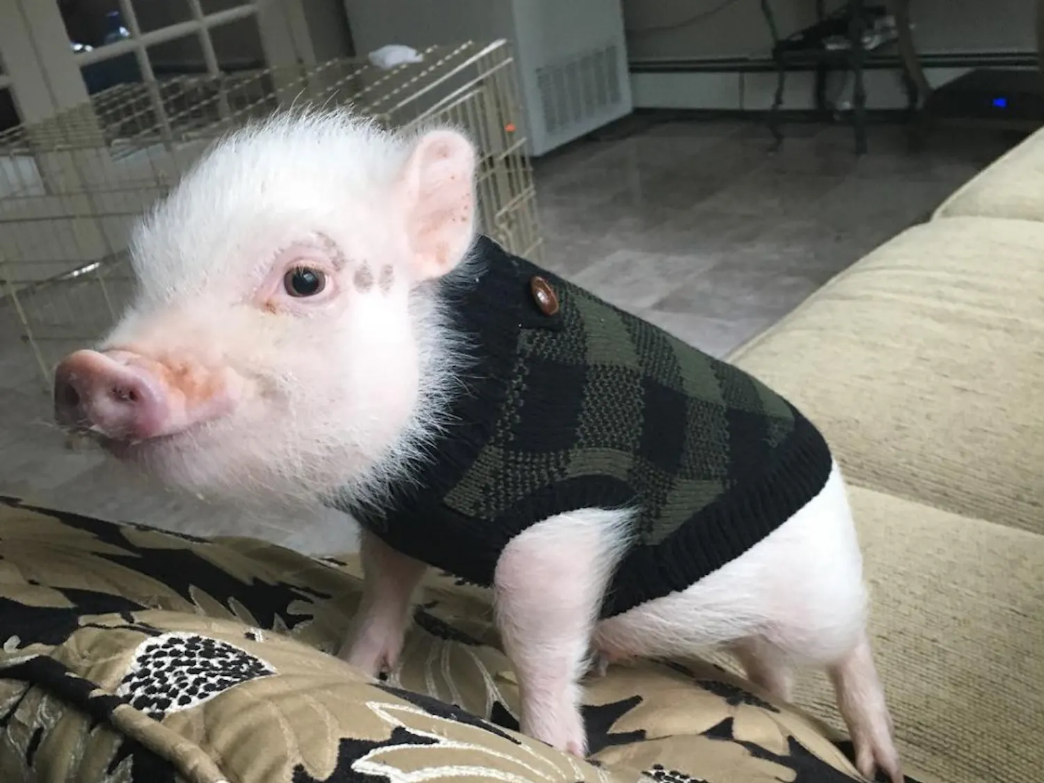 Pumpernickel the pig