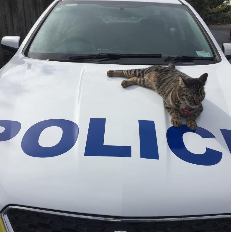 copcatfunnews