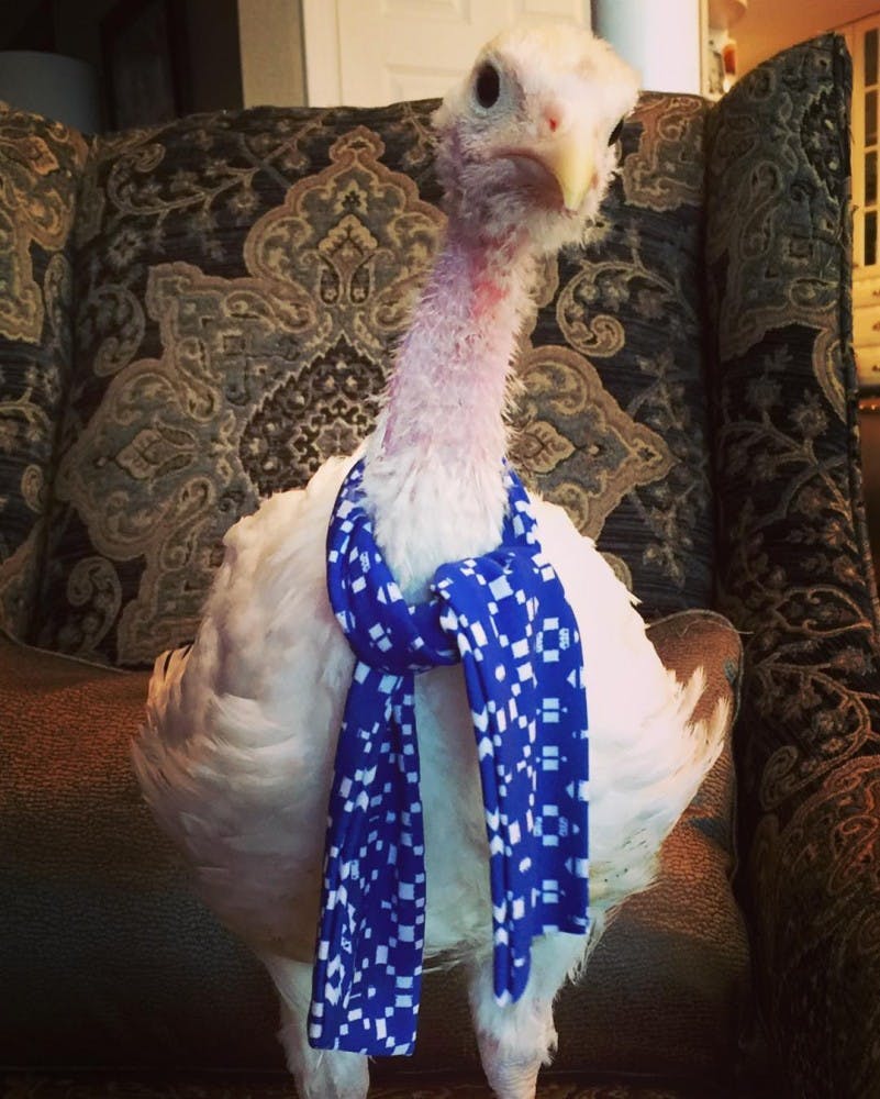 Ginger the Turkey