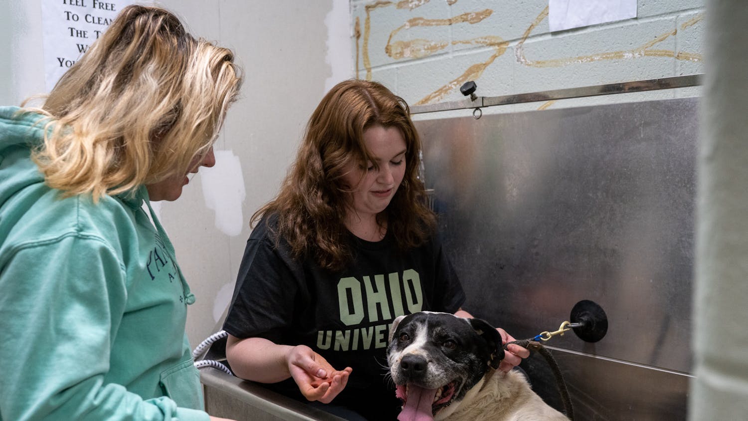 ShelterDogs_Spurlock