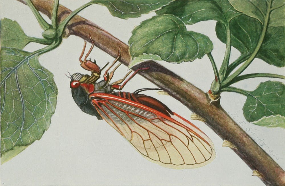 Periodical Cicadas