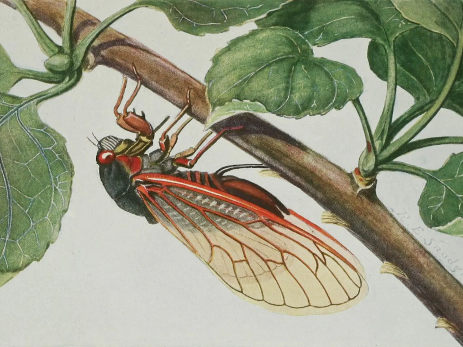 Periodical Cicadas