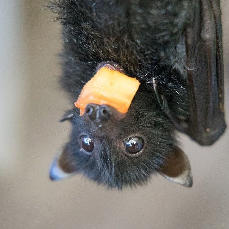 Bat