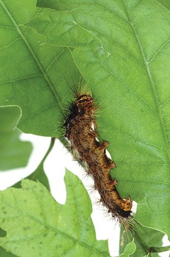 County to treat gypsy moth invasion  