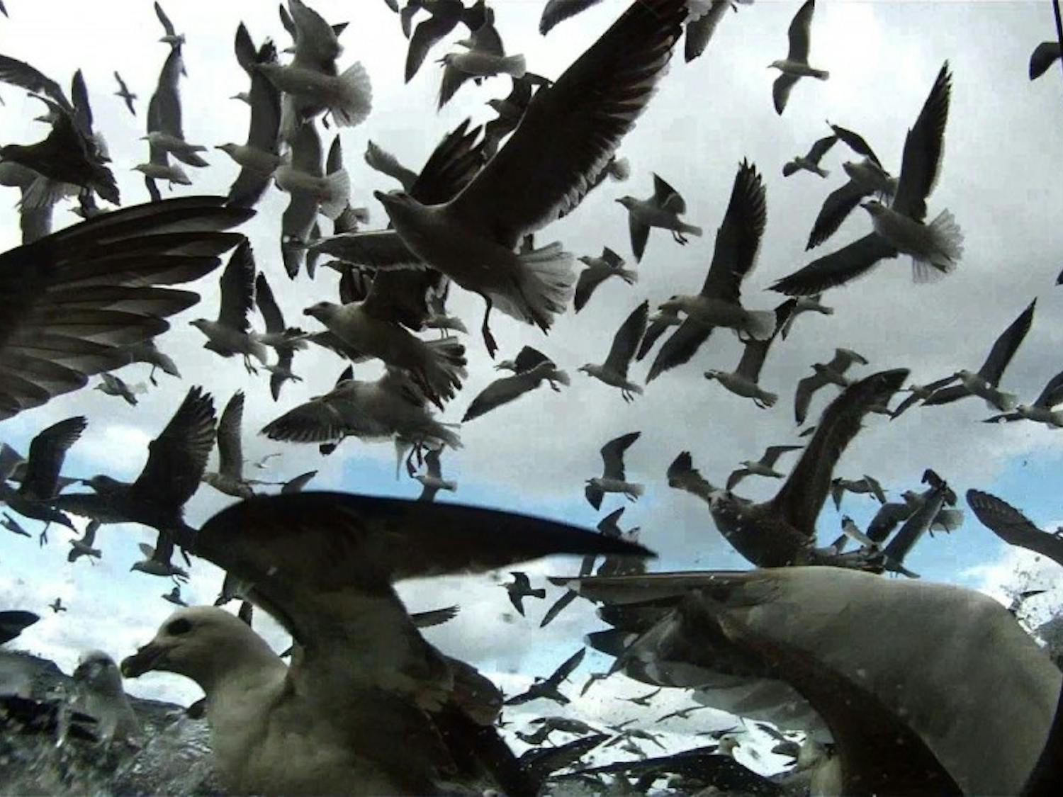 Film: AIFAV Fest Reviews: Leviathan and 5 Broken Cameras