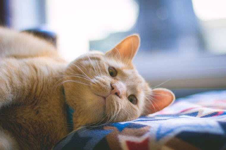 'Pumpkin' becomes a Bobcat  