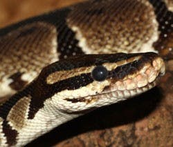 Python found under mobile home in Athens  