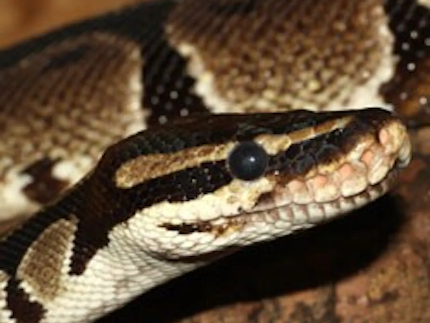 Python found under mobile home in Athens