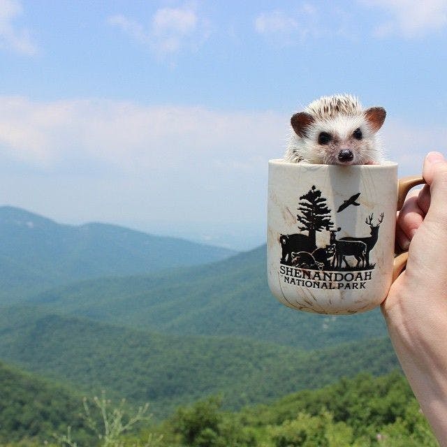 Calico the hedgehog has more than 86,000 followers on Instagram.