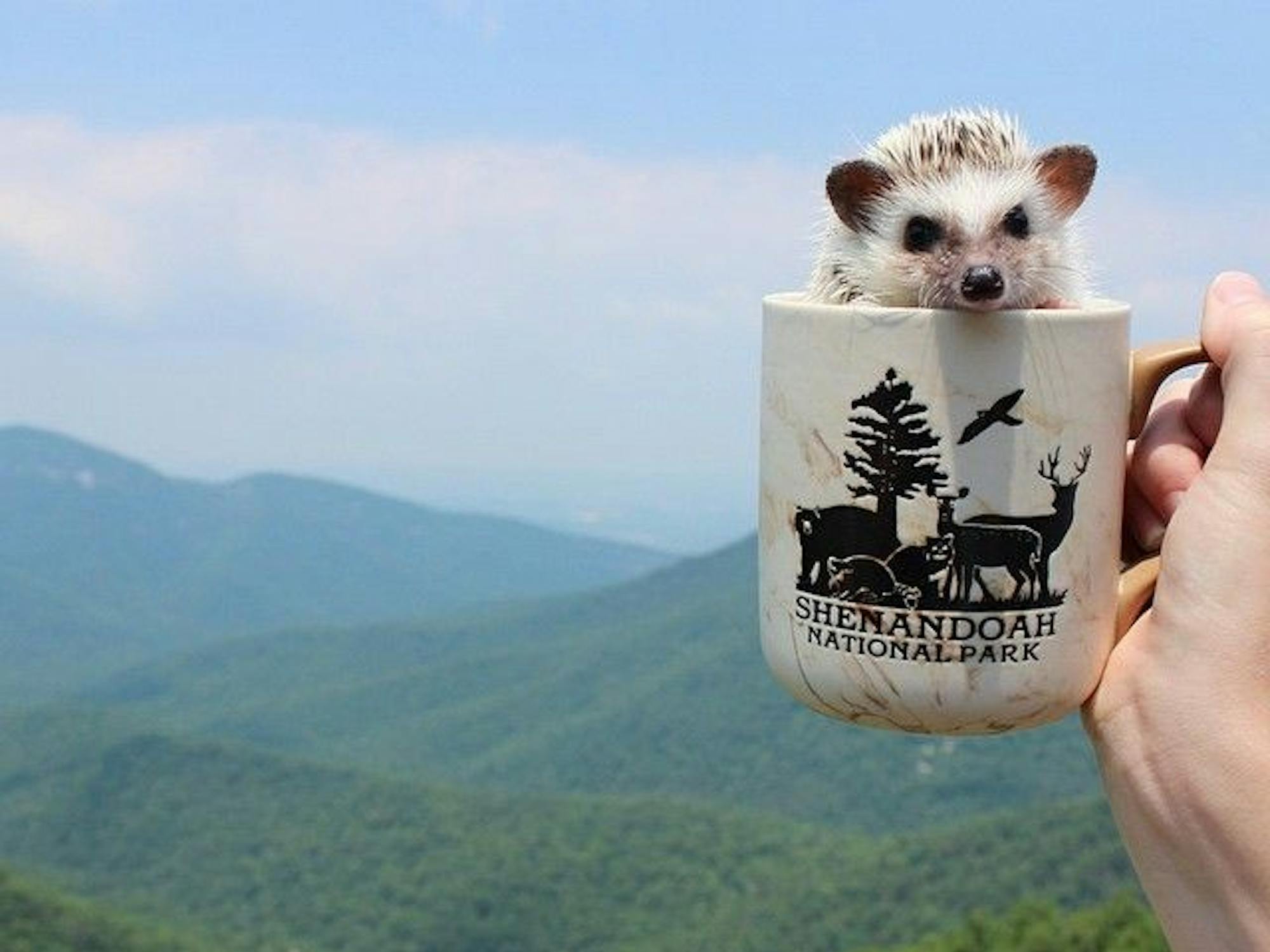 Calico the hedgehog has more than 86,000 followers on Instagram.