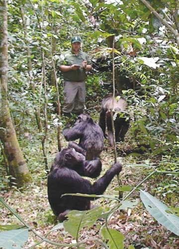 Professor presents new research on chimpanzee interaction  