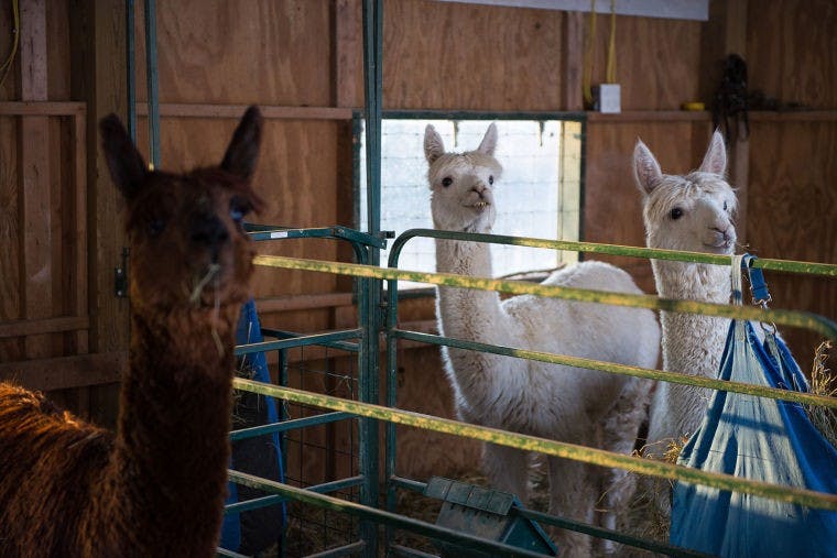 Alpacas a part of Ohio's fabric  