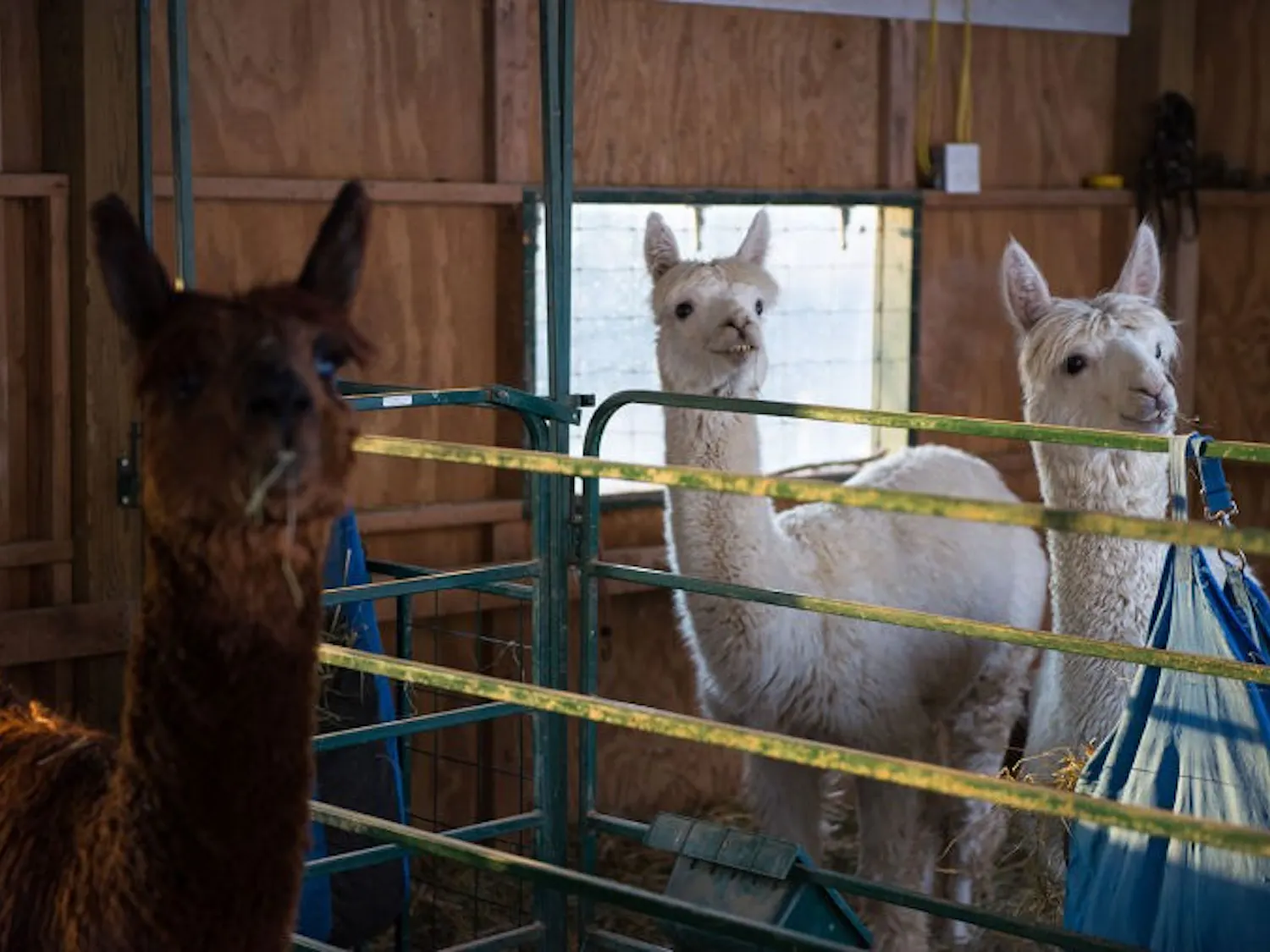 Alpacas a part of Ohio's fabric