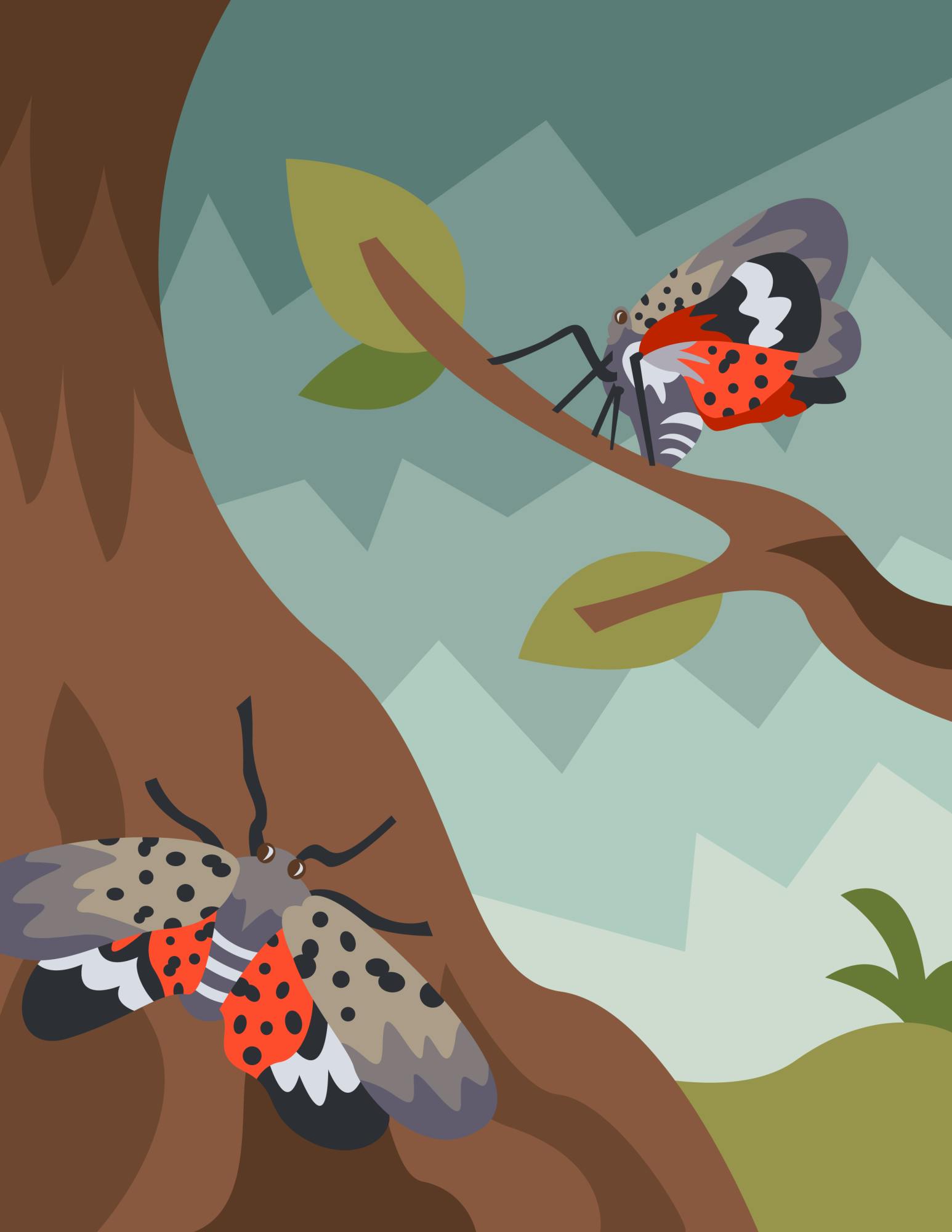 Hogg_Spotted Lantern Fly_Stauffer.png