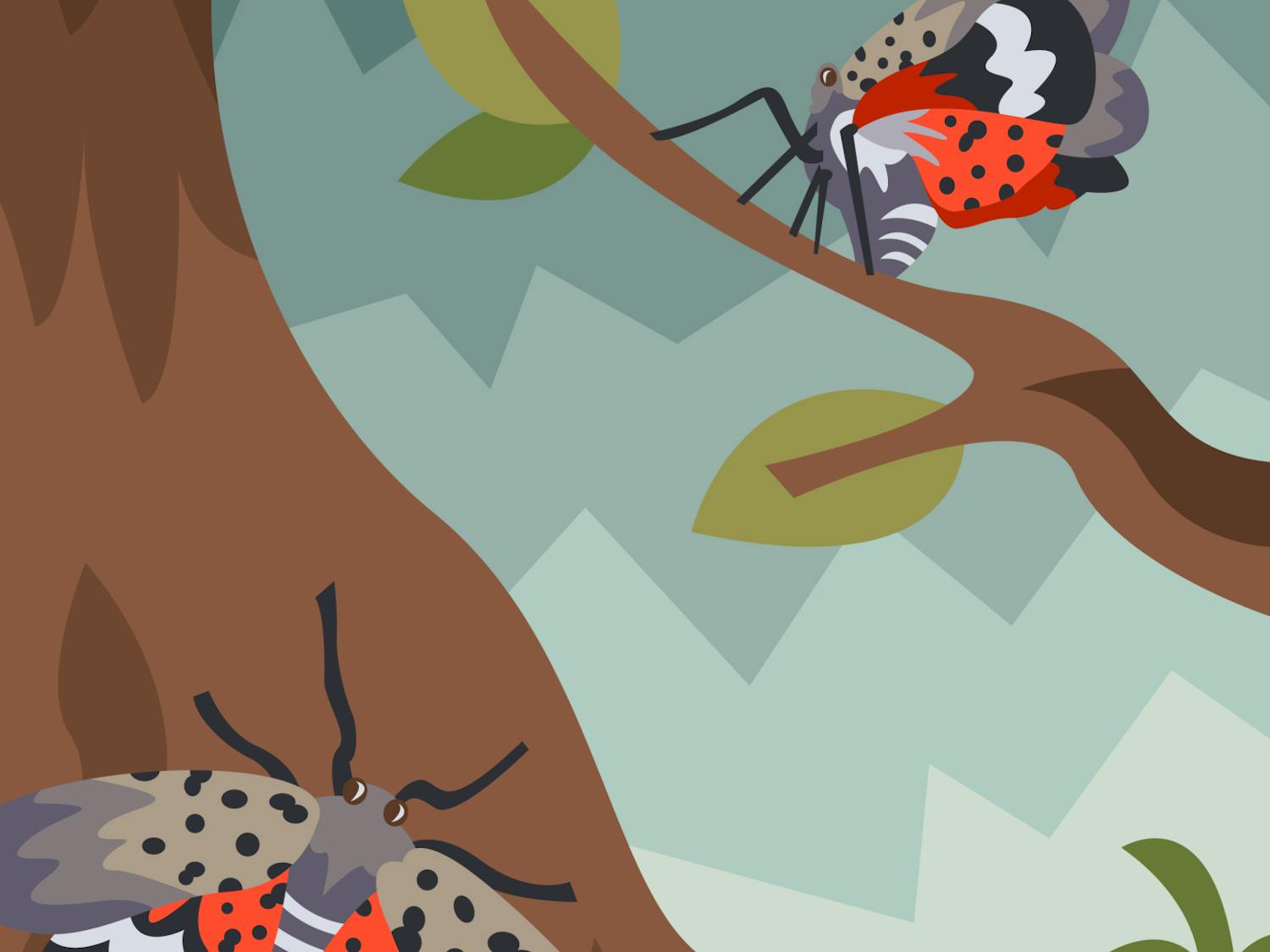 Hogg_Spotted Lantern Fly_Stauffer.png