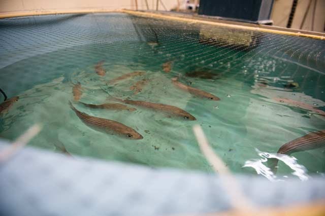 OU examines ethics for humane treatment of lab animals  