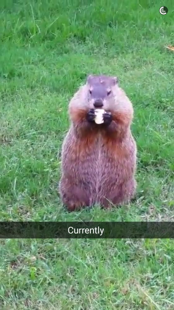 Groundhog Snapchat  