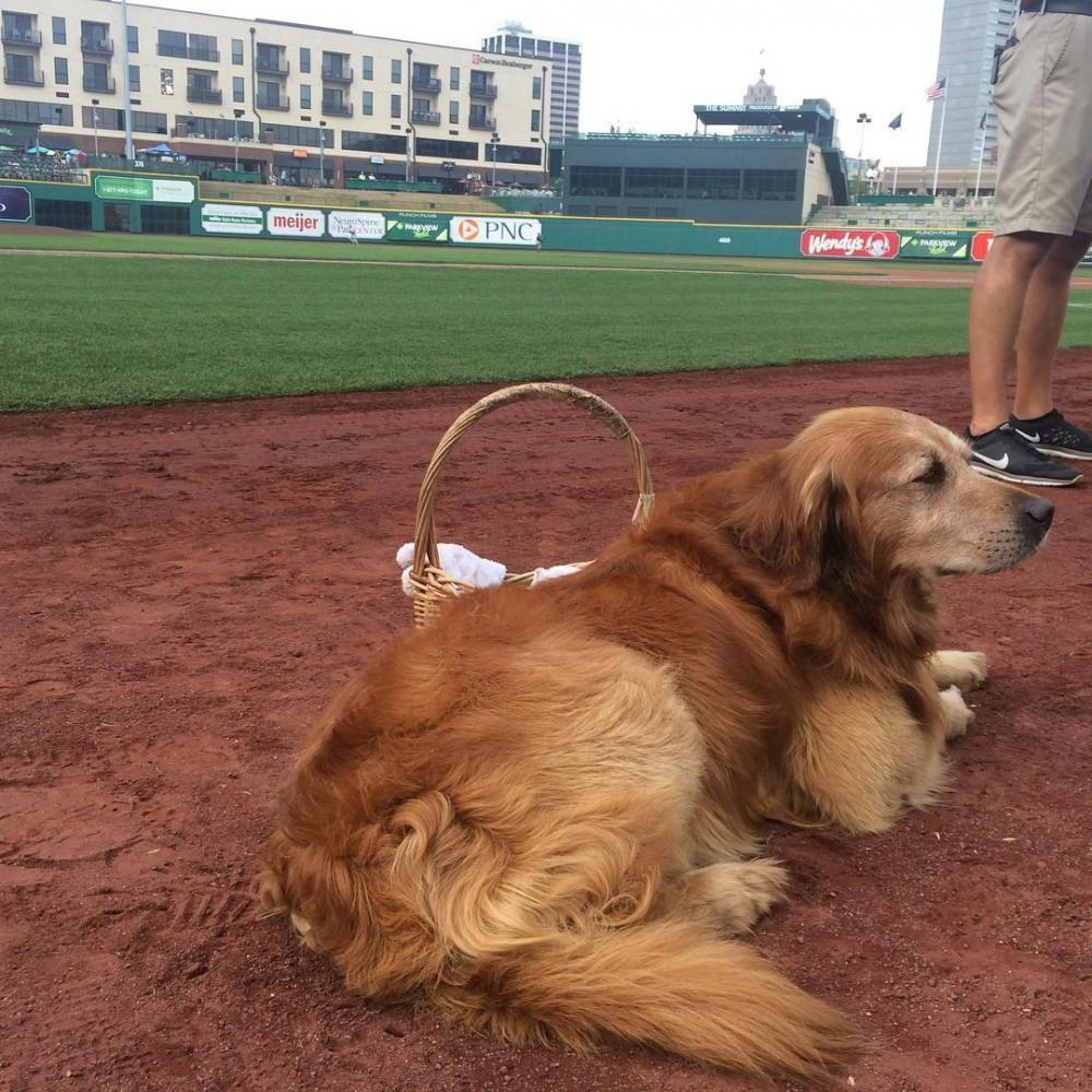 Jake the Diamond Dog delivered water to umpires. (Photo via @jessicastarbardwane Instagram)&nbsp;