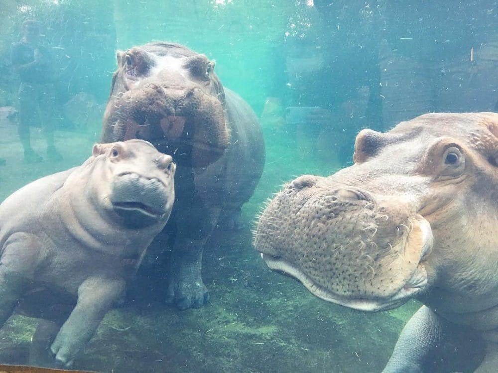 Fiona the Hippo turns 6 months old on Monday. (Photo via&nbsp;cincinnatizoo Instagram)&nbsp;