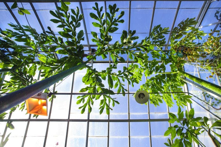 Video: Ohio University's Greenhouse  