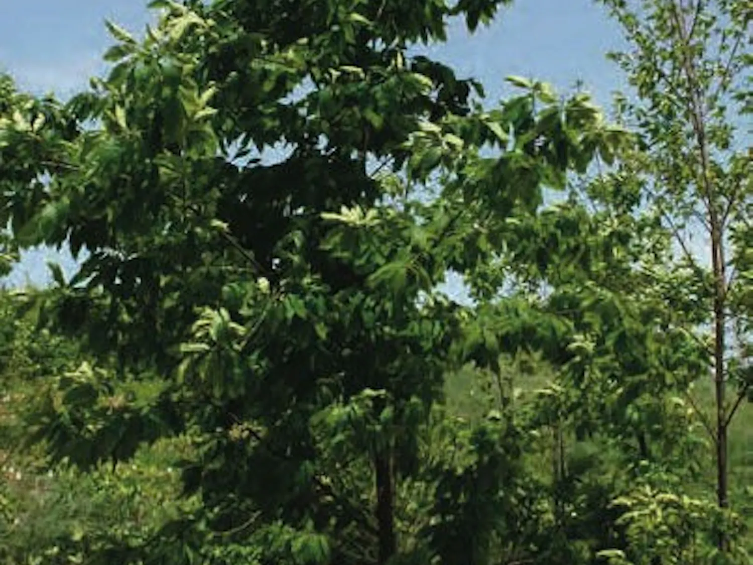 American Chestnut Tree