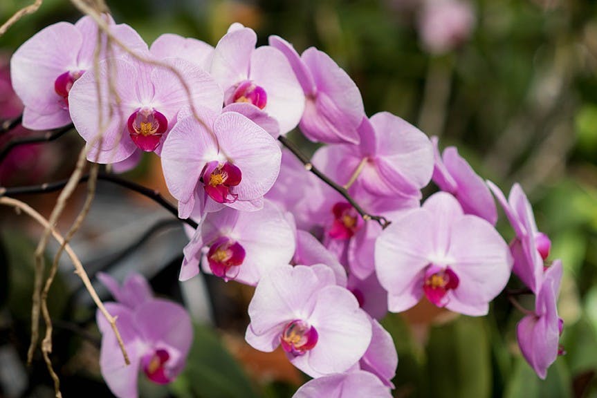 Pink Orchids in the Ohio University Botanical Greenhouse on Thursday, February 23, 2017. (Meagan Hall | Post Photographer)