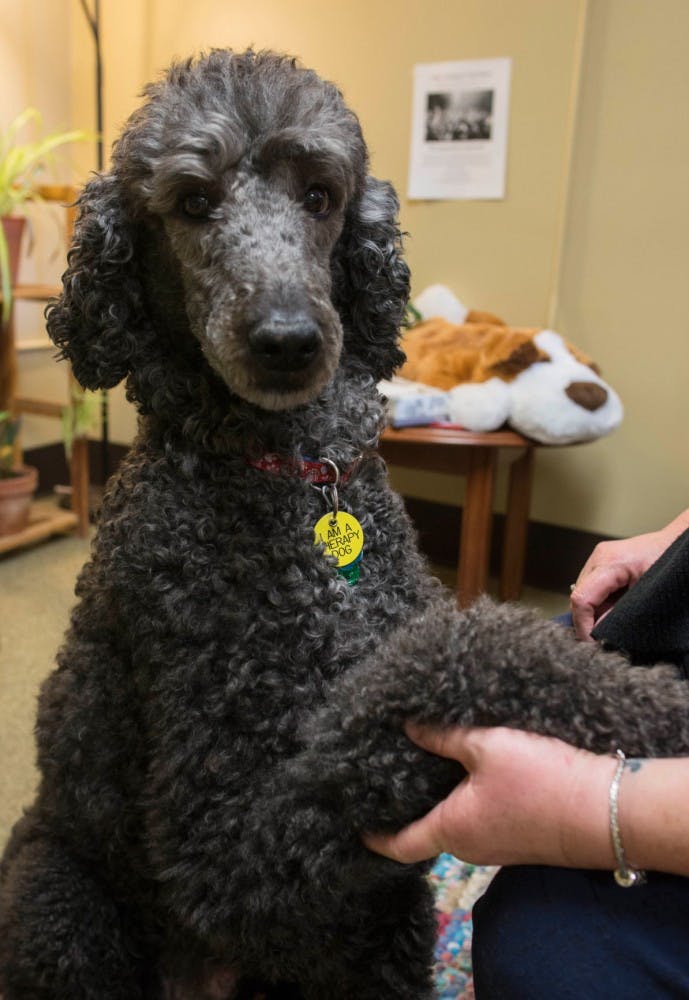 Therapy Poodle  