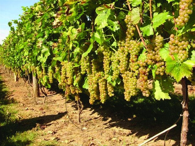 Local winery dispels snob stereotypes  